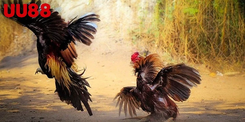 Cá độ đá gà ăn tiền